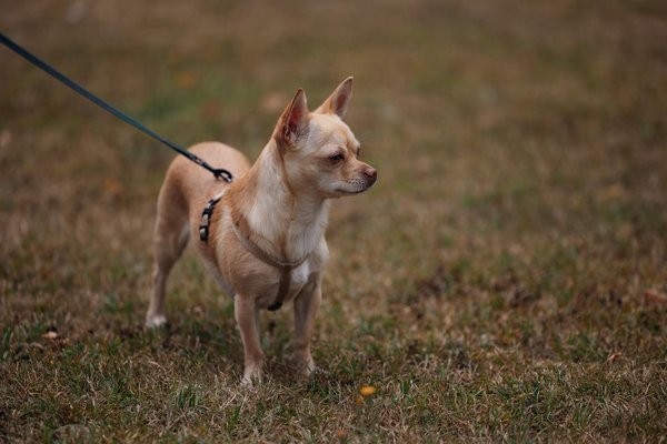 What recent technological advancements are shaping the future?